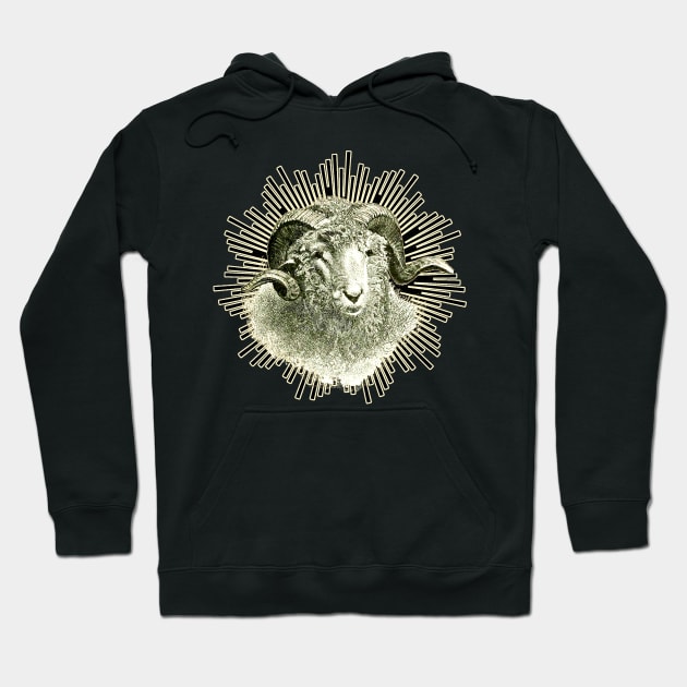 Cute little sheep with the twisted horn is looking at us Hoodie by Marccelus